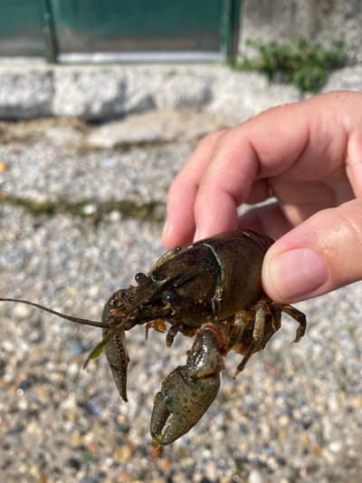 A person's hand is holding a small, dark brown crayfish in a close-up shot. The crayfish's claws and antennae are visible, and its body is segmented. The background is blurred, showing a gravelly surface and some green foliage. The setting is outdoors, possibly near a body of water.