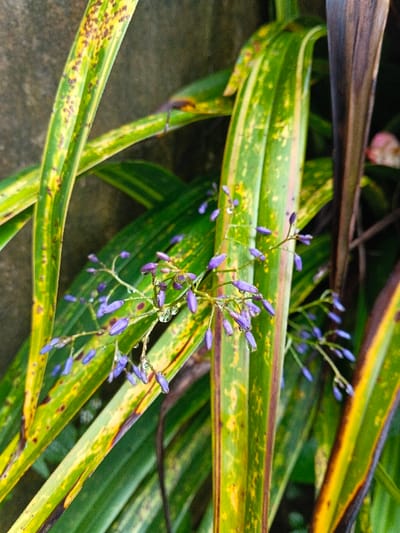 A close-up image depicts a plant specimen located in Inawi, Papua New Guinea. The primary subject is a plant featuring elongated, variegated leaves displaying a green and yellow striped pattern with irregular brown and yellow discoloration, indicative of natural variegation and environmental exposure. A central cluster of small, ovoid, purplish-blue flower buds is visible on slender stems, many exhibiting clear water droplets. The background consists of a blurred, dark grey textured surface on the left and obscured green and brown foliage on the right. No individuals or specific activities are present within the frame.