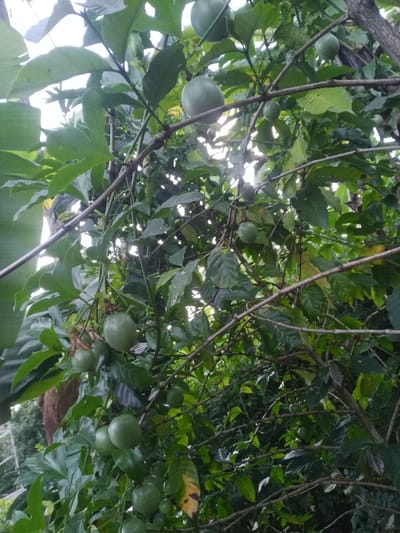The image displays a dense growth of an unripe passion fruit plant, captured from a low-angle perspective, in Kiangochi, Kenya. Numerous spherical, light green passion fruits are visible at various stages of development, suspended from thin vines and branches amidst an abundance of dark and light green foliage. Distinctive three-lobed passion fruit leaves are interspersed with other broader green leaves, with a large leaf fragment, possibly from a banana plant, partially visible on the far left. Diffuse natural light filters through gaps in the dense canopy from above. No individuals, artificial structures, or actions are depicted within the frame.