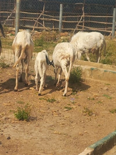 This image depicts an outdoor enclosure in Agingi Zion, Nigeria, under daylight conditions. Four ovine subjects are present. Three are centrally positioned, displaying white or off-white fleece, and are oriented away from the camera. One larger adult animal stands with its hindquarters facing the viewer, its tail visible. To its immediate right and slightly forward is a smaller, younger ovine, also facing away. A third large ovine, with shaggy white fleece, is positioned further right, facing right and downwards, suggesting a grazing posture. The hindquarters of a fourth ovine are partially visible on the far left. The ground consists of dry, reddish-brown earth with sparse patches of green vegetation. In the background, a fence constructed from metal posts and wire mesh is visible, with additional wooden crossbars. A low concrete structure, topped with a green-painted edge, is present in the lower right foreground.