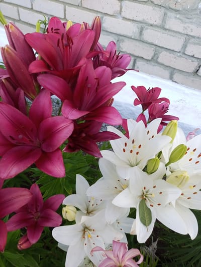 The image depicts a close-up view of a cluster of lily flowers, with both dark pink and white varieties prominently featured. The flowers are in various stages of bloom, with some fully open and others still in bud. The dark pink lilies are in the upper left and lower left quadrants of the image, their petals a deep, rich hue. The white lilies are in the right and lower center of the image, their petals pristine and vibrant. Several green lily buds are also visible, some with yellow tips. The flowers are set against a backdrop of green foliage. In the upper right corner, a portion of a light-colored brick wall is visible, suggesting an outdoor setting, possibly a garden or yard. There is a hint of gravel on the ground. No people or animals are present in the frame. The overall scene is one of natural beauty, with the vibrant colors of the lilies creating a striking visual contrast. The location in Ворошиловка, Kazakhstan, is not visually evident from the image itself, as there are no specific landmarks or identifying features of that locale.
