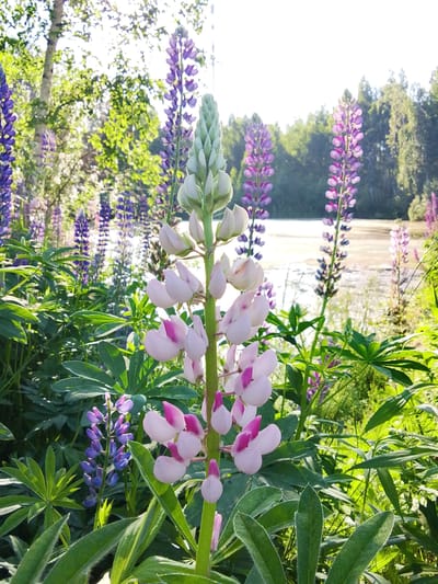 This image depicts a close-up view of a cluster of Lupinus polyphyllus, commonly known as lupins, in bloom. The foreground is dominated by a tall, pale pink and white lupin stalk with prominent, pea-like flowers. Surrounding this central subject are numerous other lupin plants in shades of purple and lavender, as well as lush green foliage. In the background, a calm body of water, likely a lake or river, is visible, reflecting the bright, hazy sunlight filtering through the trees that line the opposite bank. The overall impression is one of a natural, sun-drenched landscape, possibly a park or a wild meadow situated near a body of water. The location provided, Snopok Novyi, Russia, suggests a rural or semi-rural setting, consistent with the abundance of wildflowers and natural scenery. There are no people or animals present in the image.