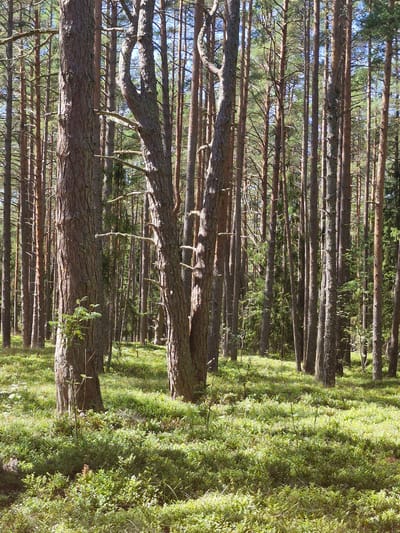 The image depicts a sun-dappled forest floor covered in low-lying green vegetation, likely blueberries and moss. Tall, slender pine trees dominate the scene, their trunks appearing in various shades of brown and gray, with some exhibiting rough, textured bark. The canopy of the trees creates a dappled light effect on the forest floor, with patches of bright sunlight interspersed with shadows. The overall impression is of a dense, natural woodland environment. The image is taken from a low angle, emphasizing the scale of the trees and the ground cover. There are no people or animals visible in the image. This scene is characteristic of the pine forests found in and around the coastal town of Mērsrags, Latvia, known for its extensive natural landscapes.