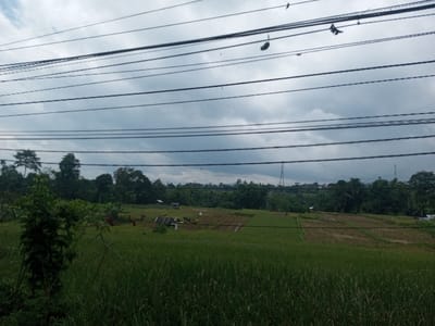 A landscape dominated by rice fields under an overcast sky. Power lines crisscross the upper portion of the image. Scarecrows are sparsely placed throughout the fields. Trees line the horizon. A transmission tower is visible in the distance. The foreground is a field of uncut grass. Small structures are also scattered across the landscape.