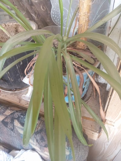 This is a close-up, eye-level shot of a houseplant with long, green leaves. The plant appears to be in distress, with some leaves drooping and several dry, brown leaves visible amongst the healthy green ones. The plant is in a blue plastic basket planter, which sits on a wooden surface. In the background, there is a textured, brown object with spines, possibly another plant or decorative item. The overall scene suggests an indoor or sheltered outdoor environment, possibly a balcony or windowsill. The image does not contain any specific visual cues that would allow for the precise location of Nurabad, Uzbekistan, to be identified.