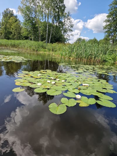 The image depicts a tranquil natural scene of a river or pond filled with water lilies. Lush green vegetation, including tall reeds and trees, lines the banks. The sky is a vibrant blue with fluffy white clouds, which are reflected in the dark, still water. Scattered across the water are numerous lily pads, some bearing delicate white water lilies in bloom. The overall impression is one of peacefulness and natural beauty. The provided context suggests this scene is located in Viesīte, Latvia.