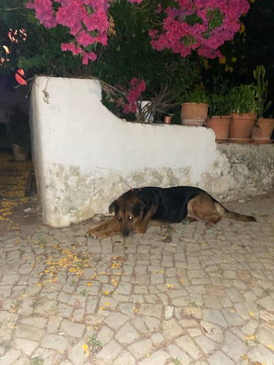 A medium-sized dog, appearing to be a German Shepherd mix with brown and black fur, lies on a cobblestone patio in Olhão, Portugal. The dog is resting on its side, facing towards the viewer, with its head slightly raised and eyes open, reflecting light. A thin pink collar is visible around its neck. The patio is made of irregular gray stones and is partially covered with fallen yellow petals and some green foliage.

Behind the dog, a weathered white concrete wall curves along the edge of the patio. The wall has patches of discoloration and wear. Above the wall, vibrant pink bougainvillea flowers cascade down, interspersed with dark green leaves. Further back and to the right, several terracotta pots are arranged on a ledge, containing various green plants, including cacti. The background beyond the plants is dark, suggesting it is nighttime or a very shaded area. The overall scene depicts a quiet, outdoor setting in Olhão, Portugal.