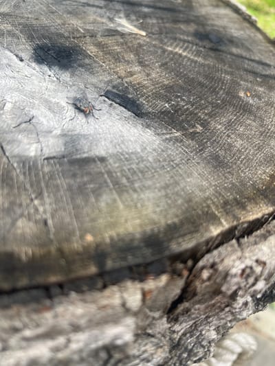The image is a close-up, high-angle shot of a weathered tree stump with visible growth rings. A single fly with red eyes is perched on the surface of the stump, facing left. The texture of the wood is rough and shows signs of age and exposure to the elements, with some dark, possibly burnt or stained areas. The background is out of focus, showing hints of green, suggesting an outdoor environment, possibly a park or wooded area. No people or other significant objects are visible. The location is the village of Starozhivotinnoe, Russia.
