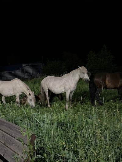 At night, in a grassy field with tall green grass, four horses are present. Two horses are light-colored, one is dark brown, and the fourth is mostly obscured but appears dark. The light-colored horses are in the foreground, with one facing left and grazing, and the other facing right with its hindquarters visible. The dark brown horse is to the right, facing away from the camera. In the background, a wooden fence and a structure resembling a barn or house with horizontal siding are visible. The sky is dark, indicating nighttime. The scene is located in Skovorodino, Russia.