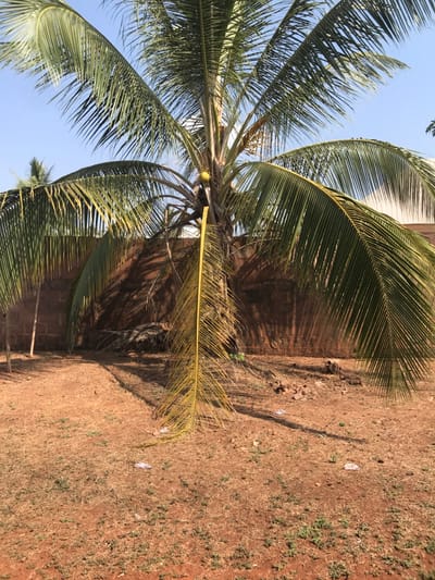 The scene depicts an outdoor environment in Adum Afo, Nigeria, under a clear blue sky. A tall coconut palm tree occupies the central frame, featuring numerous green fronds and several visible coconuts. A person is observed midway up the trunk of the palm tree, appearing to be in the process of climbing or descending, with a dark garment visible. One long, yellowish-brown frond hangs vertically from the tree towards the ground, contrasting with the greener foliage. The ground surface is predominantly reddish-brown, dry earth with sparse patches of green grass and scattered small pieces of white and clear plastic litter. Distinct shadows of the tree and its fronds are cast onto the ground. In the background, a solid reddish-brown brick wall runs horizontally across the frame. To the left of the main palm tree, a smaller, younger palm tree is visible. The lighting indicates direct sunlight.