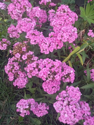 This is a medium-shot, high-angle photograph of several clusters of bright pink dianthus flowers. The flowers are densely packed and have multiple petals, some with a fringed edge. They are in various stages of bloom, with some appearing more open than others. The background consists of lush green leaves and blades of grass, suggesting an outdoor garden setting. The lighting appears to be natural daylight, with no harsh shadows, indicating it might be a cloudy day or early morning/late afternoon. There is no visible text in the image. The scene is serene and focused on the natural beauty of the flowers.