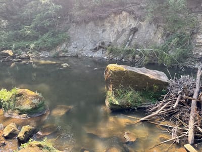 This media file captures a serene natural scene along a riverbank. The primary subjects are the river itself, large moss-covered boulders, and a debris dam constructed from fallen branches and logs. The setting is a wooded area with a steep, eroded cliff face on one side and lush green foliage on the other. The river water is calm and reflects the surrounding trees and sky. Sunlight filters through the leaves, creating dappled patterns on the water and rocks, suggesting it is either morning or late afternoon. The overall mood is peaceful and undisturbed. There is no visible text in the image. The location is identified as Irrel, Germany, which aligns with the natural, possibly forested, landscape. The debris dam appears to be a man-made structure or the result of natural forces, contributing to the rustic and wild feel of the scene. The presence of moss on the rocks indicates a damp environment, likely consistent with a river or stream.