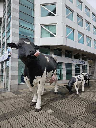 The image shows three black and white cow statues positioned in front of a modern building. The cows vary in size, with the largest one in the foreground and two smaller ones further back. The building is characterized by a grey and white facade with triangular windows and rectangular windows with a glass facade. A sign with the words "BANCO BICE" is visible on the building. The setting appears to be an urban environment, with a paved walkway. The photo was taken in Osorno, Chile.