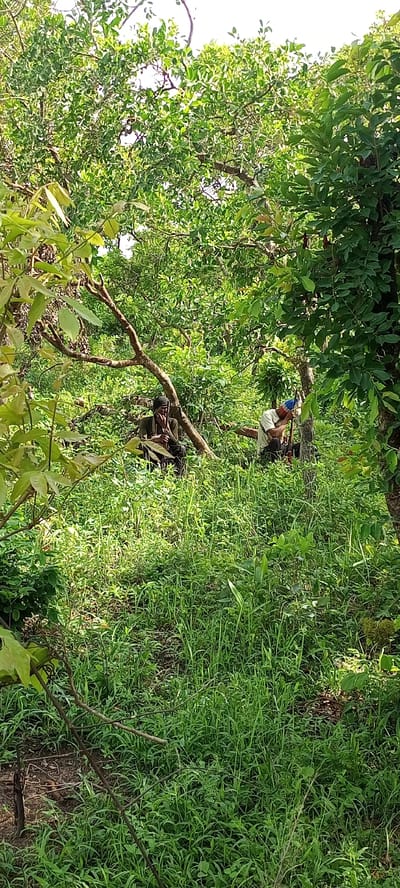 This vertical image depicts a dense, verdant forest or bushland environment in Otunade, Nigeria, during daylight hours. The scene is dominated by lush green foliage, including tall trees with numerous leaves and thick undergrowth of grass and smaller plants. Sunlight filters through the canopy, creating varied lighting conditions.

Two men are visible within the vegetation. On the left, a man is seated or squatting under a large, gnarled tree branch that extends horizontally across the middle of the frame. He wears dark clothing and a dark head covering and appears to be holding a small object to his mouth, possibly smoking or chewing something. His posture suggests a moment of rest or contemplation.

To the right, another man is also seated or crouched amidst the greenery, near a tree trunk. He wears a light-colored shirt and a blue and white cap. He appears to be focused downwards, possibly interacting with the tree or the ground, though the specific activity is unclear. A tool or object might be near his hands.

The ground is covered in dense, tall green grass and scattered dry leaves or soil. The overall impression is one of a secluded natural setting, with the men seemingly engaged in quiet activities within the deep woods. No visible text is present in the image.