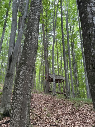 The image depicts a densely wooded area, likely a forest, with tall, slender trees predominantly featuring light grey bark with patches of lighter lichen. The ground is covered in a thick layer of fallen brown leaves, interspersed with some green undergrowth and twigs. In the mid-ground, a wooden structure resembling a feeding station or a small shelter is visible. The structure has a sloped, wooden roof and is supported by wooden posts. The scene is set in the city of Mitocu Bălan, Romania, indicated by the context provided. The lighting suggests it is daytime, with sunlight filtering through the dense canopy of green leaves, creating dappled light on the forest floor. There are no people or animals visible in the image.