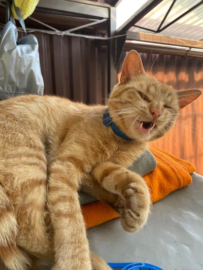 An orange tabby cat with a blue collar is captured in a close-up, low-angle shot. The cat is yawning, its mouth open wide to reveal small teeth and a pink tongue. Its eyes are closed, and its whiskers are spread. The cat is lying on its back, with its front paws extended upwards. Behind the cat, an orange towel and a gray textured object are visible. The background consists of a corrugated brown wall and a section of a structure with translucent panels, suggesting an outdoor or semi-outdoor setting. The lighting indicates it's daytime. The scene appears to be in a residential area in Vysokyi, Ukraine.