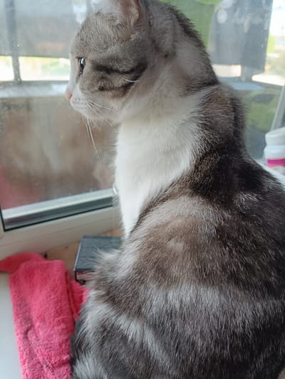 A grey and white cat is perched on a windowsill, looking out through a window. The cat is facing to the left, with its head slightly tilted. Its fur is a mix of grey, white, and black stripes. A pink towel is draped over the windowsill to the left of the cat. The background shows a blurry outdoor scene, with some greenery and a building visible. The window frame is white and appears to be made of uPVC. The scene is indoors, likely in a residential setting. The cat appears to be alert and observant.