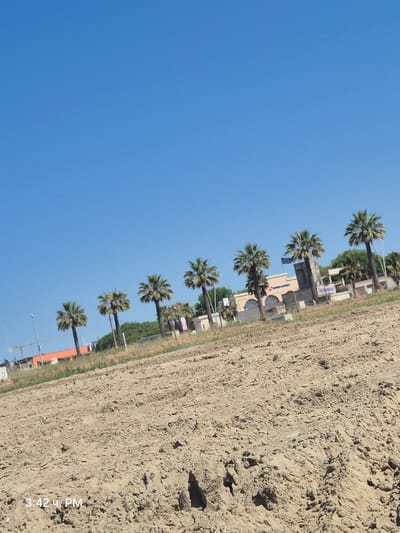 The image displays a sandy beach with a clear blue sky. A line of palm trees runs along the edge of the beach, interspersed with buildings and vegetation. The scene is shot vertically, with the sky occupying the left side of the frame and the beach and palm trees on the right. The sandy texture of the beach is prominent, showing small pebbles and indentations. The palm trees are lush with green fronds. The buildings appear to be low-rise structures, some with windows and architectural details. In the background, there is green foliage. The lighting suggests it is daytime, likely a sunny day. A timestamp reading "3:42 PM" is visible in the bottom right corner of the image. The overall impression is a tranquil beach scene, possibly during a holiday or vacation period, with a hint of resort or coastal town ambiance.