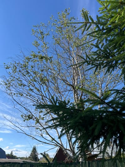 This is a medium-shot, eye-level, outdoor photograph taken on a bright, sunny day in the city of Слава Снт, Russia. The scene is dominated by a clear, vibrant blue sky with thin, wispy white clouds. In the foreground, the branches of a dark green coniferous tree partially obscure the view. Behind the coniferous tree, a tall birch tree stands with its distinctive white bark and sparse green leaves. The birch tree's branches are spread widely, reaching towards the sky. In the background, there are glimpses of several residential buildings with red and dark-colored roofs, suggesting a rural or suburban setting. A dark green wooden fence runs horizontally across the lower portion of the frame. The overall impression is one of a peaceful, sunlit day in a natural setting with human habitation nearby.