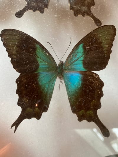 A close-up shot depicts a butterfly specimen displayed within a glass case. The butterfly has primarily black wings with iridescent blue and green coloration near the body and at the base of the wings. The wings have a scalloped edge with long, pointed tails. Another partial butterfly specimen is visible in the left corner of the frame. The background appears to be a white or light-colored surface, possibly the base of the display case. The image's composition and the presence of the display case suggest this is a museum exhibit. The absence of metadata prevents me from determining the exact location in Konya, Turkey, if applicable.