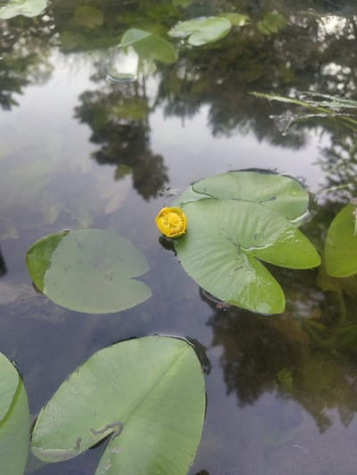 The image depicts a close-up, high-angle view of a pond in Beryozovka, Russia. The surface of the dark water is covered with several large, round, green lily pads. One of these lily pads, positioned slightly off-center to the right, hosts a single, unopened yellow water lily bud. The water reflects the surrounding trees and sky, creating a muted, dappled pattern on the surface. The overall scene is one of natural tranquility. There are no people or animals visible in the image.