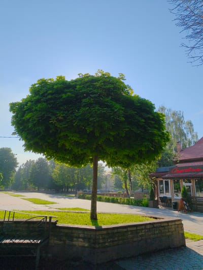 The image depicts a sunny day scene in Bucha, Ukraine. In the foreground, a circular, manicured tree stands prominently in a raised brick planter bed. To the right of the tree is a building with a red roof, featuring large windows and outdoor seating. A neon sign on the building reads "Caramel Cafe". Awnings and string lights are visible above the windows. The area around the building appears to be a cafe or restaurant. Beyond the cafe and the tree, a paved walkway and grassy areas are visible, with more trees in the background. The sky is a clear blue. The overall impression is one of a pleasant, well-maintained outdoor public space.