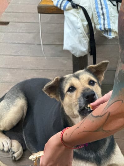 A medium-sized dog with tan and black fur lies on a wooden deck, looking towards a person's hand that is offering it a piece of food. The dog has alert ears and dark eyes. The person's arm, which is heavily tattooed, is visible in the foreground, holding the food. A bracelet is worn on the person's wrist. In the background, a white and blue striped garment is draped over a wooden structure. The overall setting appears to be outdoors, possibly in a domestic or casual environment. The location is specified as Cổ Lũng Commune, Vietnam.