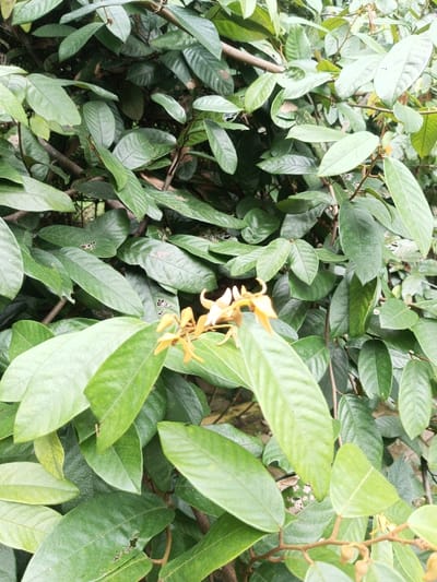 This image presents a close-up, eye-level view of dense foliage from a plant located in Kanand, India. The primary subjects are numerous ovate to oblong leaves, predominantly dark green, some exhibiting minor insect damage in the form of small, irregular perforations. Interspersed among the leaves are clusters of small, light orange-yellow flowers, each featuring distinct petals and reproductive structures. Darker brown stems and branches are visible threading through the dense leaf cover. The lighting suggests an outdoor environment with natural, diffused illumination. No people, animals, or artificial objects are visible. The background consists of further blurred green foliage.
