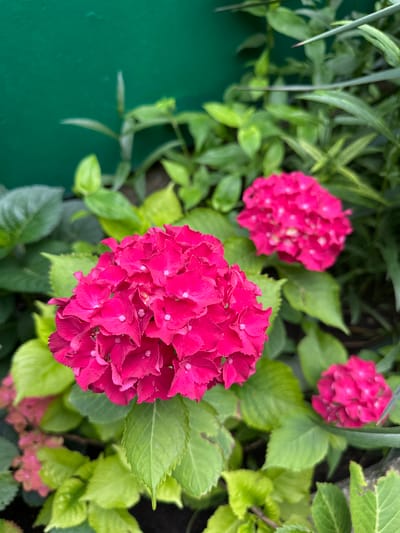 The image displays a close-up view of several vibrant pink hydrangeas with lush green foliage. The hydrangeas are in full bloom, with their characteristic large, rounded clusters of florets. The leaves are broad and serrated, creating a dense, verdant backdrop. In the upper left corner of the image, a portion of a plain green wall is visible. The overall scene suggests an outdoor garden setting, potentially in a residential area. The specific location of Goryachevodsky, Russia, is provided contextually but is not visually evident in the image itself.