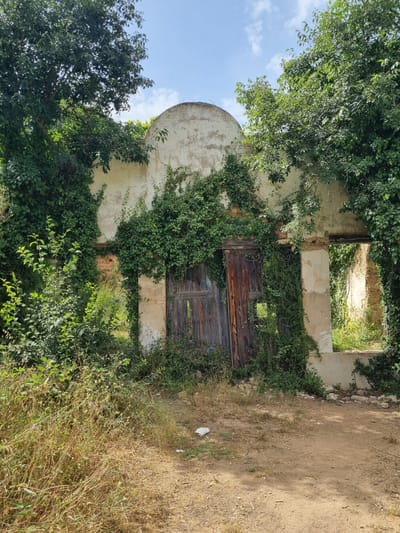 This is a medium shot, eye-level, vertical photograph of an old, abandoned building overgrown with dense green ivy and other vegetation. The building features a curved, white stucco facade with significant cracking and weathering. A large, weathered wooden double door, partly obscured by ivy, is centered on the facade. To the right of the door is a large, open window frame, revealing a sunlit interior with more vegetation. The foreground consists of dry, dusty ground with scattered dead grass and some small white debris. Tall trees with green foliage frame the top and sides of the building, and the sky above is blue with scattered white clouds. The scene appears to be located outdoors, possibly in a rural or semi-rural setting, given the overgrown vegetation and natural light. The image is taken in daylight under a clear sky. There are no people or animals visible in the frame. The overall impression is one of decay and nature reclaiming an old structure.