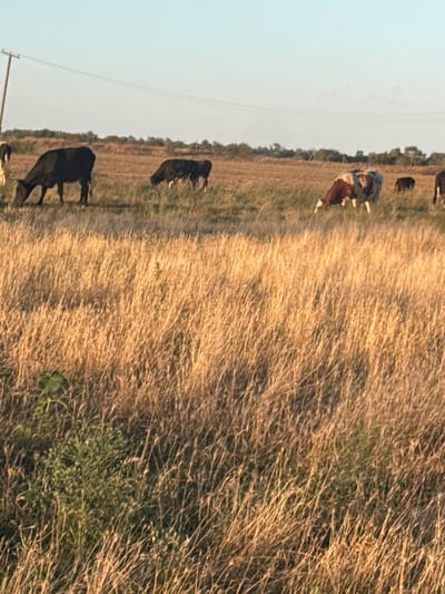 The image depicts a rural landscape under a clear sky, likely during either sunrise or sunset given the warm lighting. The foreground is dominated by dry, golden grass, indicative of a meadow or pasture. In the middle ground, several cows are grazing. There are at least three dark-colored cows and one cow with a brown and white patterned coat. Some of the cows are actively eating, while others appear to be standing or walking. The background shows a line of trees and shrubs, suggesting the edge of the field. A wooden utility pole with a wire running across is visible on the far left of the image. There are no visible human subjects or structures that would indicate an urban environment like Lopanka, Russia. The scene is peaceful and natural, focused on the animals and their surroundings.