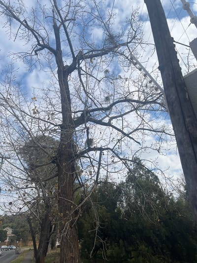 The image depicts a stark, leafless tree with a thick, gnarled trunk dominating the foreground. Its branches, intricately patterned against a cloudy sky, reach upwards and outwards. To the right, a weathered wooden pole, likely part of an electricity or telecommunication line, stands vertically, juxtaposed with the organic form of the tree. In the background, a dense, dark green forest of coniferous trees creates a textural contrast. Further beyond, a paved road is visible with several cars, indicating an urban or suburban setting. A building with a red-tiled roof is also visible in the distance, suggesting a residential area. The overall atmosphere is one of a crisp, possibly autumnal or wintery day in Pretoria, South Africa, characterized by bare branches and a muted color palette.