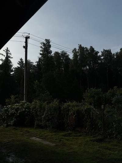 The image depicts a scene in Jāņupe, Latvia, featuring a utility pole with overhead wires against a backdrop of a dense forest. The foreground is dominated by lush green grass, with a stone path visible on the ground. To the left, a cluster of white flowering bushes adds a touch of color to the otherwise dark foliage. The sky is a pale blue, suggesting either early morning or late afternoon light. The overall atmosphere is serene and natural.