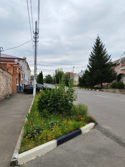 This media file depicts a street scene in Volsk, Russia. The focus is on a sidewalk with a garden bed bordering a road.
In the foreground, a flower bed is filled with a variety of plants, including tall red hollyhocks and smaller yellow wildflowers. The garden is bordered by a curb painted with alternating black and white stripes, which is chipped and worn in places. To the left of the flower bed is a sidewalk and a brick wall, with a building constructed of brick and decorative white stucco visible behind it. A black car is parked on the street in front of this building.
Further down the road, there are more buildings, some with red roofs, and several evergreen trees, including a prominent, tall spruce tree on the right side of the frame. Overhead, utility poles and a network of wires crisscross the sky. The sky is overcast with gray clouds. The overall impression is a quiet, perhaps early morning or late afternoon, with the weather being cloudy. There are no people visible in the image. No text is readily apparent.
