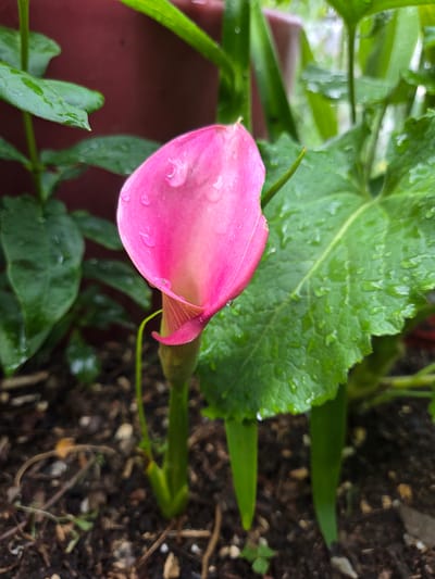 This media file shows a close-up, overhead shot of a pink calla lily flower and its surrounding foliage, with hints of a terracotta pot and dark soil. The scene appears to be outdoors, possibly in a garden or on a patio. Water droplets are visible on the flower petals and the large green leaves, suggesting it has recently rained or been watered. The focus is on the calla lily's delicate pink spathe, which is partially unfurled and has water droplets clinging to its surface. The large, textured green leaf behind the flower also displays numerous water droplets. Long, slender green leaves and stems are also present, partially obscuring the background elements. The soil in the lower right portion of the image is dark and appears to be a mix of dirt and small pebbles. The lighting suggests it is daytime, but the overcast or post-rain conditions mute the colors and create a soft, natural light. There is no visible text. The overall impression is one of natural beauty and the refreshing effect of water on plant life.
