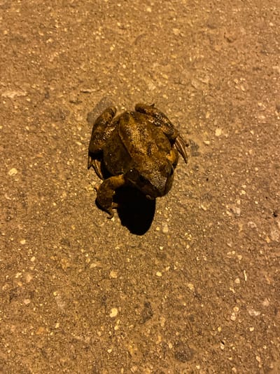 A frog sits on an asphalt surface. The background indicates a location in Лесной Пейзаж Кп (шарапово), Russia. The frog is brown and has a rough texture. It is facing slightly away from the camera. The lighting suggests it is either evening or nighttime. The surface is textured asphalt with visible small rocks embedded.