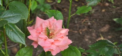 A high-angle, close-up photograph captures a green katydid positioned within the center of a pale pink rose bloom. The katydid, distinguished by its vibrant green exoskeleton and long antennae, is oriented slightly to the left, nestled among the rose's stamens and petals. The rose itself is fully open, displaying multiple layers of delicate, rounded petals with subtle darker veins visible in some areas. Surrounding the bloom are several dark green rose leaves, exhibiting serrated edges and minor surface irregularities such as small pale spots and some minor damage, indicative of natural wear. Green and brownish-green stems of the rose bush are also visible, partially obscured by the foliage. The background is soft-focused, revealing a dark brown, textured surface consistent with garden soil or mulch, with faint hints of organic debris. The lighting appears natural and even, casting no harsh shadows. The scene is located in Partizanin, Bulgaria.