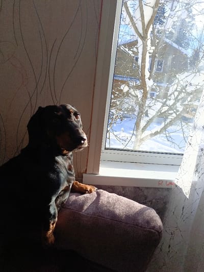 A black and tan dachshund is observed indoors, positioned on a light brown upholstered cushion or armrest, looking out of a white-framed window to the right. The dog's left paw rests on the cushion. Strong sunlight enters through the window, illuminating the dog's head and the right side of its face, while its body remains in shadow. The interior features light-colored wallpaper with subtle, wavy grey linear patterns on the left wall. Red script is present on the white windowsill. Outside, a winter environment is visible, characterized by deep snow covering the ground and the bare branches of deciduous trees. In the background, a light brown wooden house with a dark, snow-covered roof is discernible against a bright blue sky. This scene is located in Гвардейское, Russia.