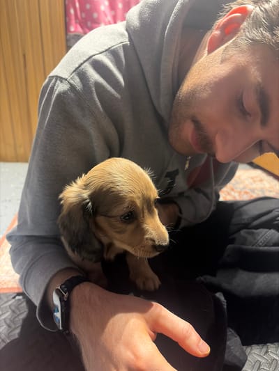 A fair-skinned man with short brown hair and a mustache is cradling a small, light brown puppy. He is wearing a gray hooded sweatshirt and black pants. A black fitness tracker is visible on his left wrist. The background includes glimpses of a patterned rug, light-colored wooden floor, and a pink polka-dotted fabric. The location is unspecified, but the city is Mirabel, Canada.