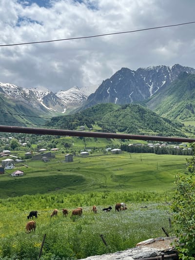 This is a landscape photograph taken in the city of Tkarsheti, Georgia, showing a rural mountainous scene. In the foreground, a herd of cattle grazes in a lush green field dotted with small blue and yellow wildflowers. The cattle are of varying brown and black hues, and some are lying down. Behind the field, a village is nestled in a valley, with small houses featuring red and grey roofs scattered amongst trees. Beyond the village, rolling green hills rise up, covered in dense forestation. Dominating the background are majestic mountains, their peaks capped with snow, with a dramatic cloudy sky overhead. A thick, dark horizontal pipe runs across the upper third of the image, obscuring a portion of the sky and the distant mountains.