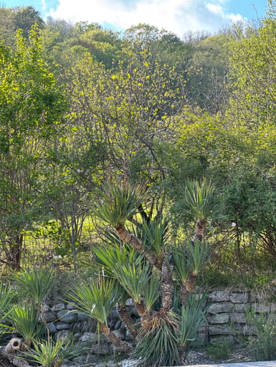 This outdoor image, taken in Kazachiy Brod, Russia, showcases a vibrant natural landscape. The scene features a dense array of green foliage under a clear blue sky with scattered white clouds, suggesting a bright spring day.
In the foreground and extending into the midground on the right, several tall, palm-like plants, likely Yuccas, stand prominently. They have rough, fibrous trunks topped with radiating clusters of stiff, spiky, dark green leaves. To their left and in the background, a hillside is covered by a lush forest or dense tree cover, characterized by numerous deciduous trees sporting bright, fresh green leaves, indicative of new growth in spring. A few small, delicate light pink flowers are sparsely visible among the greenery in the midground.
A man-made element, a dry-stacked stone path or wall, composed of irregular grey stones, runs along the far right side of the frame. A chain-link fence, partially obscured by vegetation, can be seen in the midground, separating the foreground plants from the more distant trees. No people or activities are visible, presenting a tranquil, static view of nature. The bright lighting suggests it is daytime, with sunlight illuminating the foliage and casting subtle shadows.