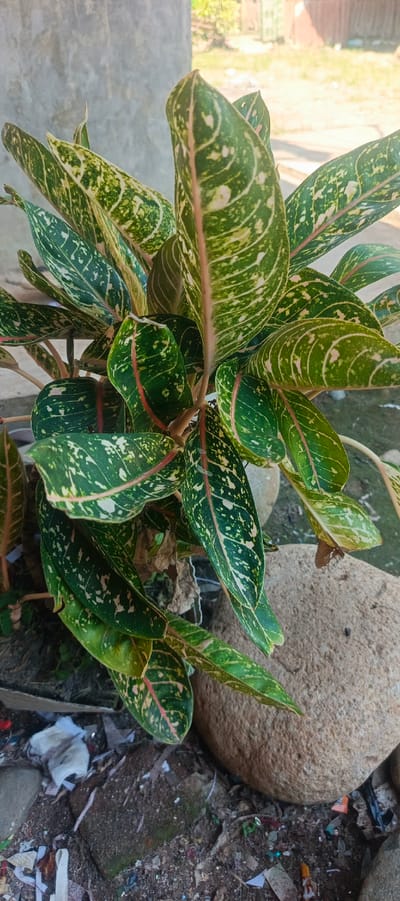 The image shows a close-up of a plant with broad, elongated leaves. The leaves are predominantly green, with intricate patterns of lighter green and white speckles and veins. A prominent reddish-pink stripe runs down the center of each leaf. The plant is positioned outdoors, with a textured gray wall visible in the background. To the right and in the foreground, large, smooth, light-brown rocks are present. The ground is covered with dirt, small debris, and some white material that appears to be paper or fabric. The lighting suggests it is daytime, with sunlight illuminating the scene, casting subtle shadows. The overall impression is that of a decorative plant situated in an outdoor, somewhat unkempt area, possibly a garden or yard. The context provided, identifying the location as Pulodrienbeukah, Indonesia, suggests an urban or suburban environment within that region. There are no people or animals visible in the image, and no discernible actions are taking place. The focus is solely on the plant and its immediate surroundings.