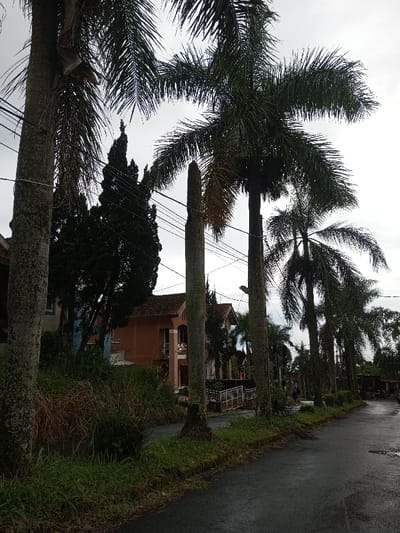 The media file presents a view of a quiet residential street in Amaldiha, India, under an overcast sky. The road, appearing dark and reflective, suggests recent rainfall.
The scene is dominated by numerous tall palm trees lining the left side of the wet, asphalt road. These trees feature slender, textured trunks and dense, dark green fronds that extend into the upper frame, partially obscuring the sky. One palm tree in the immediate foreground on the left has its fronds extending prominently. Further down the road, a shorter, possibly pruned or young palm tree trunk stands out. Overhead, multiple utility wires are visible, stretching between the tree trunks.
Behind the line of trees and a dense strip of overgrown grass and bushes, several houses are partially visible. A prominent house on the left displays a reddish-brown tiled roof and an orange-toned facade with balconies. Another house further back is painted blue. A dark green, coniferous-like tree stands tall amidst the foliage behind the palm trees.
The atmosphere is tranquil, with no people or vehicles visible on the street. The overcast weather contributes to a subdued lighting, characteristic of a cloudy day. There is no visible text within the image.