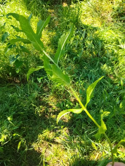 This is an eye-level, outdoor, close-up, medium shot of a green plant with serrated leaves. The plant is in focus, while the background of green grass is blurred. The scene is bathed in bright sunlight, creating dappled shadows. The overall impression is that of a sun-drenched, natural environment. There is no indication of human presence or activity in this image. This scene could be located in a park, garden, or any green space in the city of Cîrpești, Moldova.