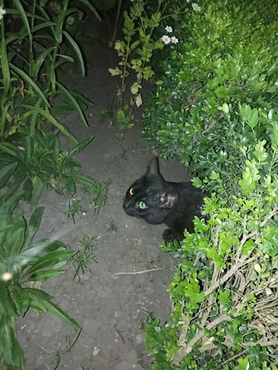 A black cat with bright green eyes is peeking out from behind a dense green bush. The cat is looking towards the viewer, with its ears perked up. The background consists of dark soil and some green foliage. The image appears to have been taken at night, possibly in a garden in Pochaiv, Ukraine. The lighting suggests the use of a flash.