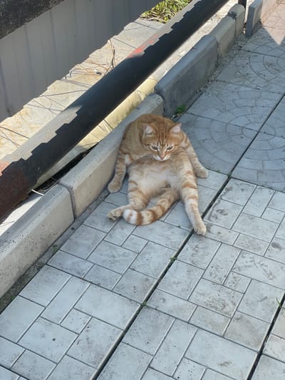 The scene is located in the city of Chulym, Russia. An adult ginger tabby cat is lying in a relaxed, somewhat splayed posture on light-colored concrete pavers. Its front paws are tucked beneath its chest, and its rear legs are extended outwards, with its striped tail curling. The cat's head is lowered, and its gaze is directed downwards and slightly to its left.
The ground surface consists of rectangular and square interlocking concrete pavers, predominantly light grey, some exhibiting faint circular patterns. Dirt, grime, and small specks are visible on the pavers, and small clusters of green vegetation, indicative of weeds, grow in the gaps between them.
Along the left side of the pavers, a low concrete curb or barrier extends horizontally. This barrier appears constructed from multiple concrete sections, showing signs of wear, chipping, and cracks. Behind this curb, a dark-colored, cylindrical metal pipe runs parallel to it, displaying patches of rust and faint reddish markings. Beyond the pipe, the ground is uneven, composed of dry soil with sparse, dry plant matter and twigs. In the upper left background, a light-colored, corrugated metal structure, possibly a wall or fence, is visible.
The scene is illuminated by strong, direct sunlight, casting distinct, long shadows from the pipe and the corrugated structure across the ground. The environment is an outdoor, possibly urban or semi-urban setting.