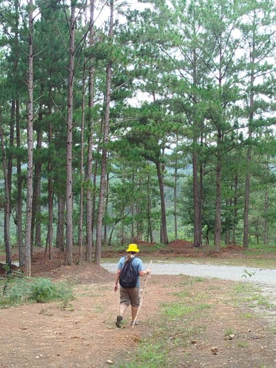 A person wearing a yellow hat, blue t-shirt, and brown shorts walks on a dirt path through a pine forest. The person carries a backpack and a walking stick. The path is lined with trees and has some scattered vegetation. In the background, more trees and a hazy mountainous landscape are visible.