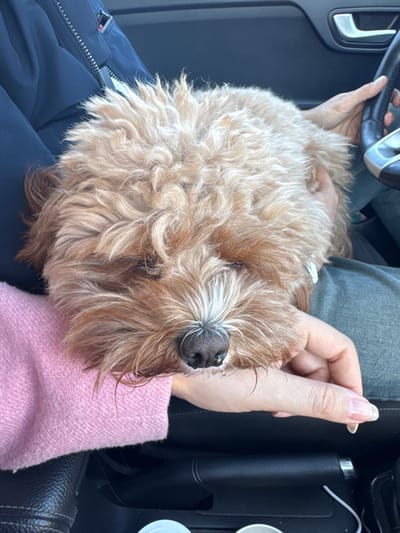 The scene depicts the interior of a vehicle in Kermen, Bulgaria. A small, light brown dog with curly fur and a dark nose is resting, head-down, in the foreground. Its head is supported by a human hand, and its body lies across the lap/arm of a person wearing a pink knitted sweater. To the right, another person's hand, wearing a dark blue jacket with a visible zipper, grips a black steering wheel. This second person's leg, clad in blue denim, is also visible. In the lower center, a dark car console area contains two white cups or containers and a white cable. A metallic door handle is visible on the upper right side of the vehicle's interior. The lighting suggests daytime.