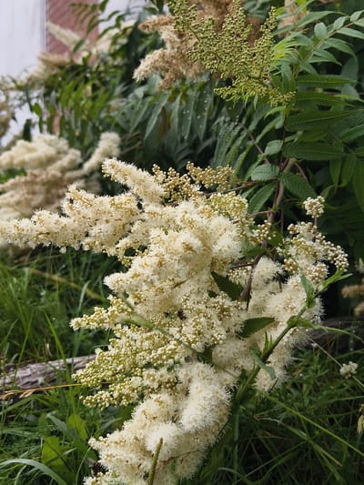 This image shows a close-up view of a flowering plant with numerous small, white, fluffy blossoms arranged in clusters. The plant has compound leaves with serrated edges. In the background, there are more blurred plants and foliage, along with a hint of a brick structure. The scene appears to be outdoors, possibly in a garden or natural setting. The lighting suggests it is daytime. There are no people visible in the image.
