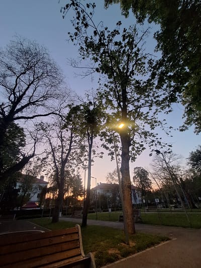 The image shows a view looking upwards through trees in what appears to be a park in Dolni Chiflik, Bulgaria. The sky is visible, with light suggesting either sunrise or sunset. Several trees with varying amounts of foliage are present. A park bench is visible on the right. Light poles are also visible in the background. Buildings are seen in the distance, obscured by trees.